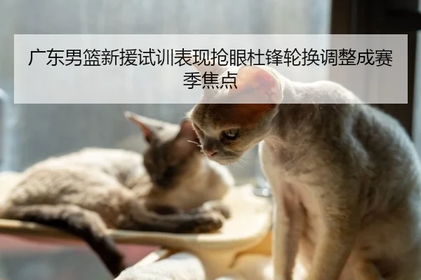 广东男篮新援试训表现抢眼杜锋轮换调整成赛季焦点